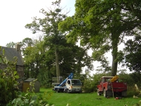  next, the big sycamore, right next to the house and shed